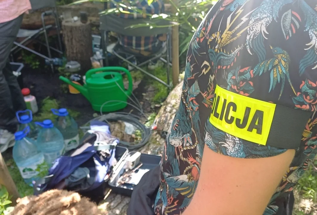 160 krzewów konopi w lesie