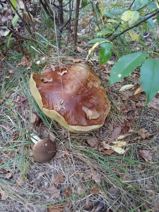 Znalazł grzyba giganta. W obwodzie 100 cm