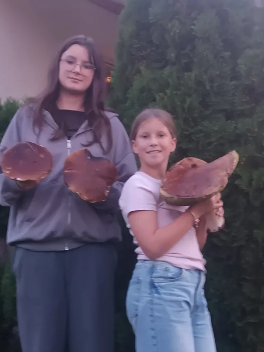 Znalazł grzyba giganta. W obwodzie 100 cm