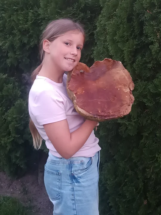 Znalazł grzyba giganta. W obwodzie 100 cm